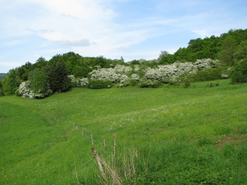 Blühende Schwarz- und Weißdornhecken süd- östlich von Eibach